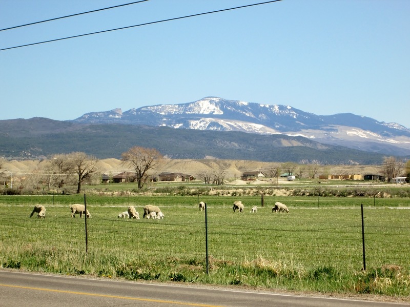 Montrose, CO: Sheep in green pasture adjacent to city of Montrose, view to south.