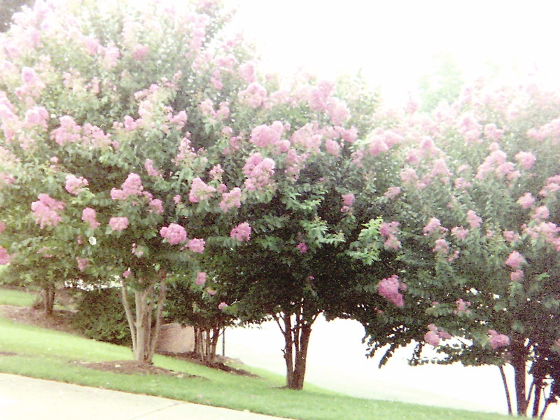 Tullahoma, TN: Beautiful trees in viciinity of property