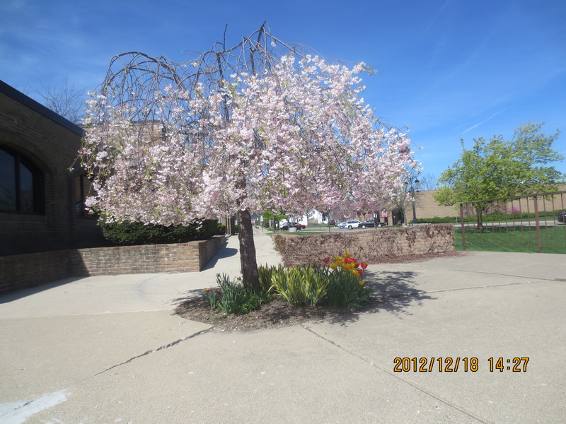 Fenton, MI: Next to City Hall, Spring of 2013