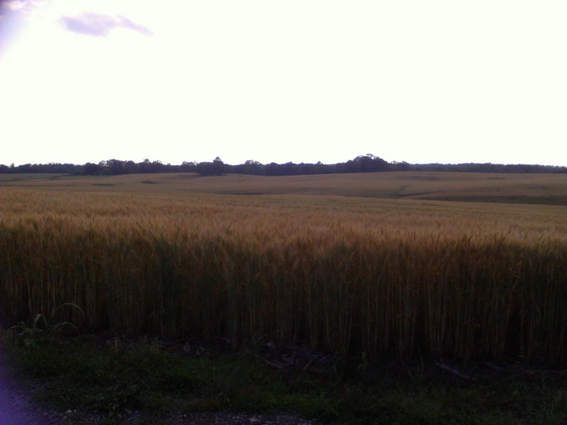 Kabletown district, WV: mid june wheat