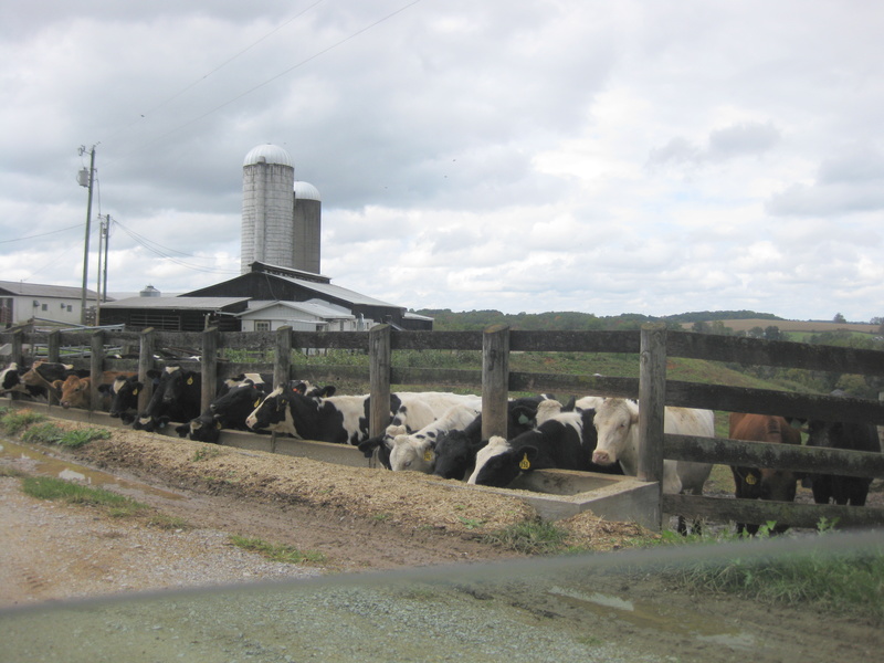 Eubank, KY dairy farm photo, picture, image (Kentucky) at