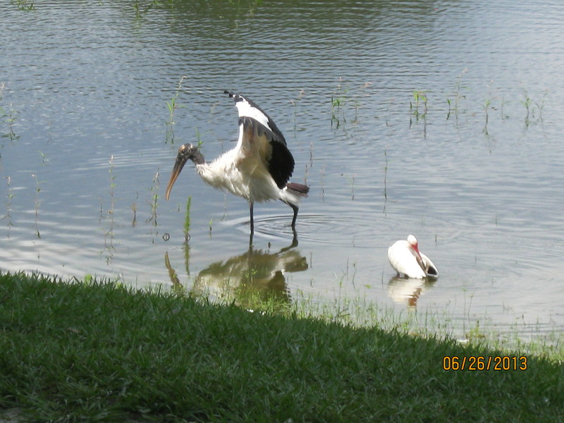 Lady Lake, FL: wildlife