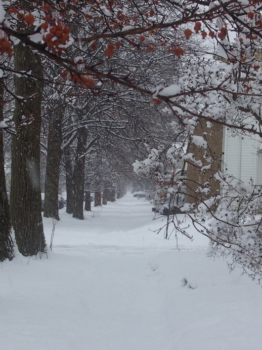 Ada, OH : Johnson Street after a snowshowerl