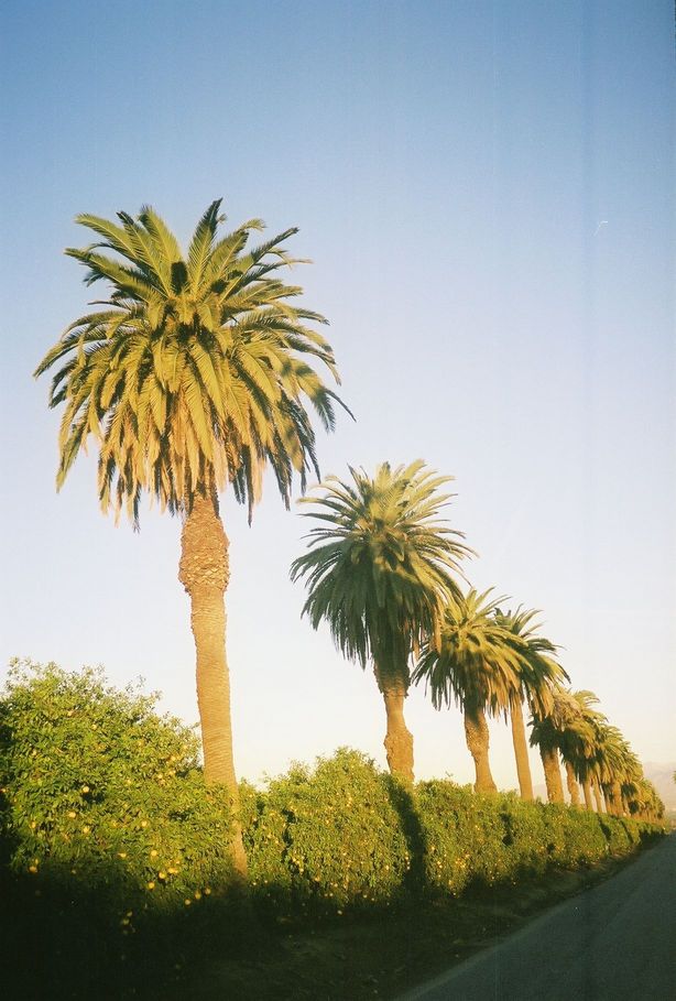 Riverside, CA : Citrus State Park in January, 2006