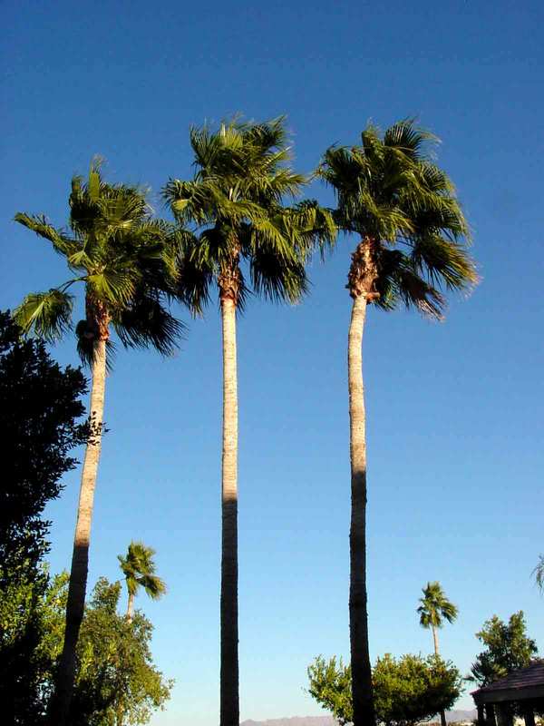 Yuma, AZ: 3 Palm Trees