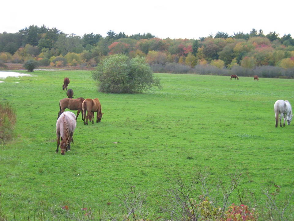 North Pembroke, MA : Horse Farm in Pembroke, MA