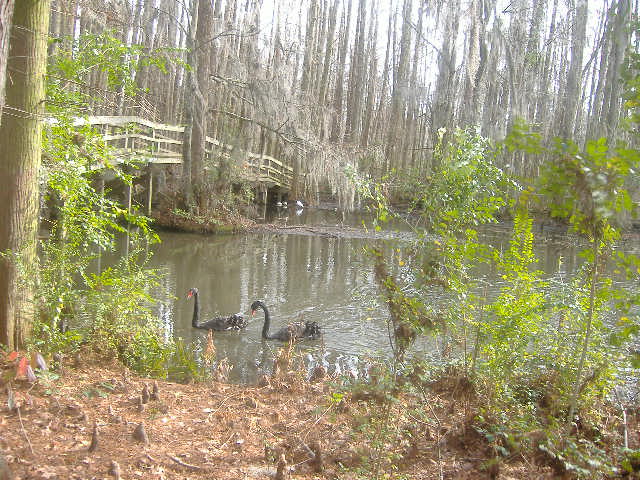 Sumter, SC : Swans at Swan Lake in Sumter.