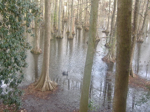 Sumter, SC : Swan Lake in Sumter, SC.