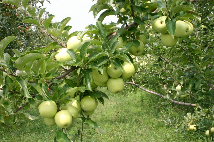 Rosedale, IN : Ditzler Orchard near Rosedale, IN