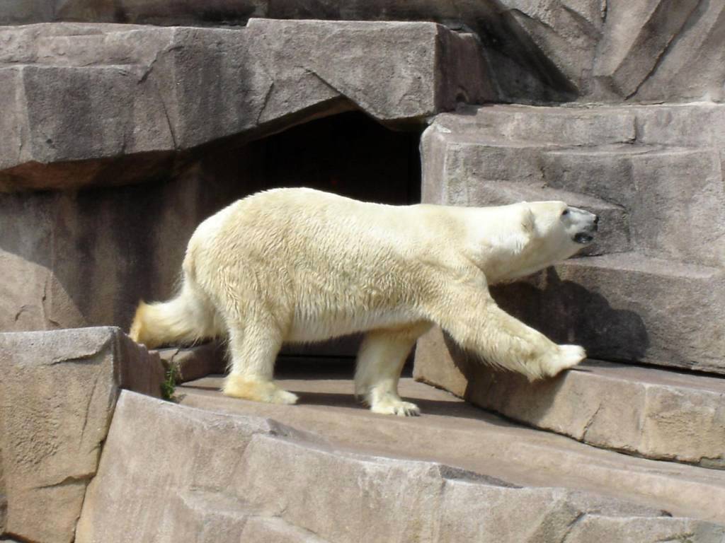 Milwaukee, WI : Polar Bear at Milwaukee Zoo