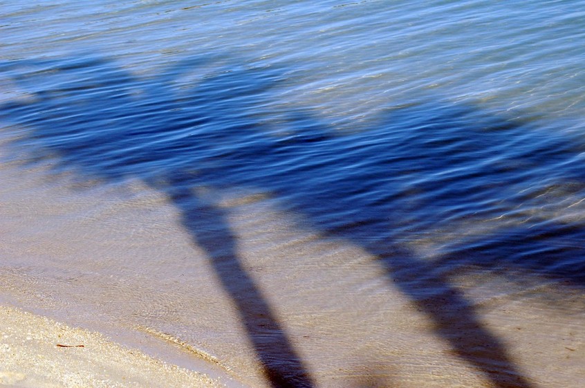 Islamorada, FL : Palm Tree reflections at Islamorada Fla