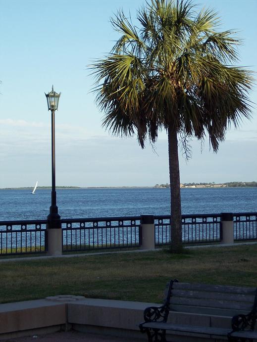 Charleston, SC: charleston palm, the battery