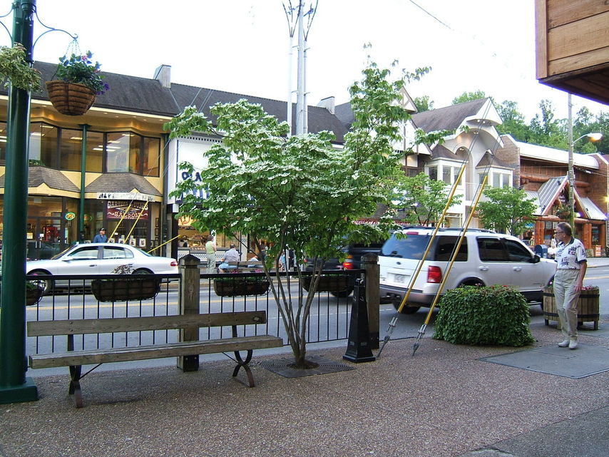Gatlinburg, TN : dogwood in bloom right in the heart of downtown Gatlinburg, TN