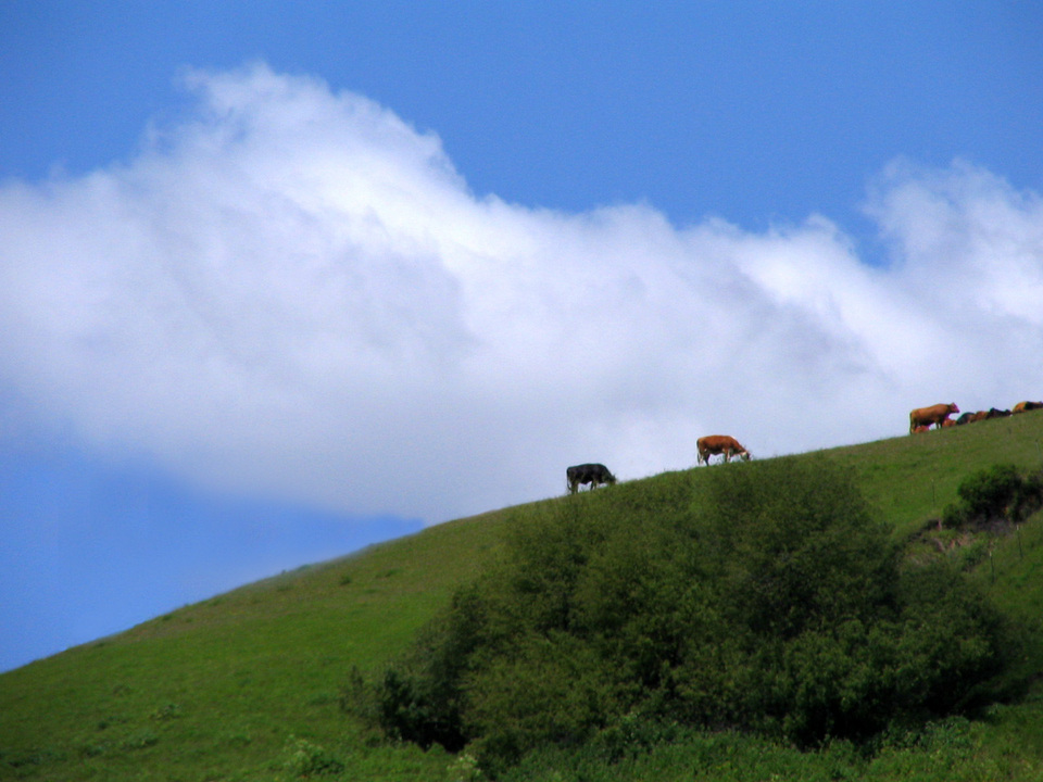 Aromas, CA: Cows on Aromas Hills