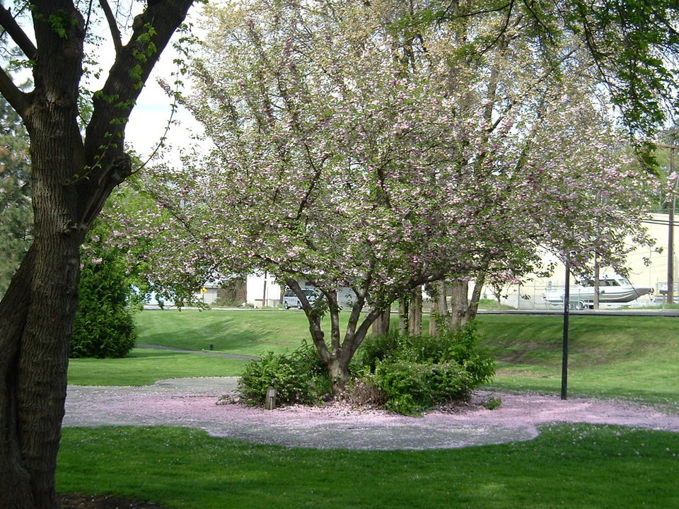 Lewiston, ID : Spring colors along Lewiston Levee