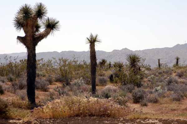 Yucca Valley, CA : Looking south from Sunflower Dr. Yucca Valley