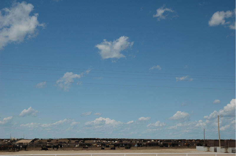 Brush, CO : Cattle