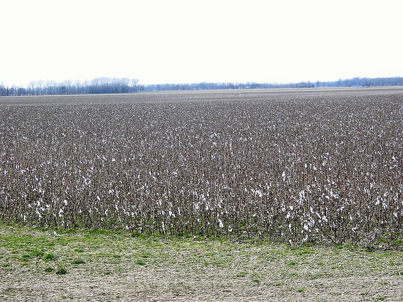 Closest Cotton Field Near Me