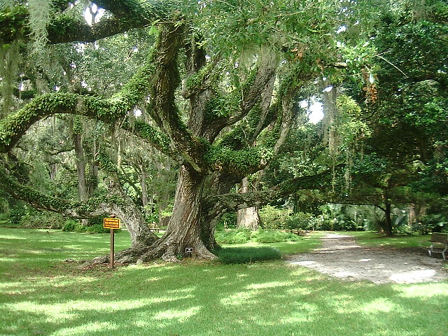 Port Orange, FL: Live Oak tree in Sugar Mill Garden, Port Orange