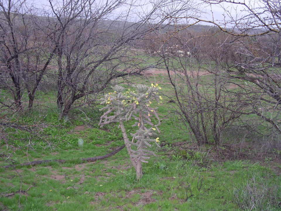 Mammoth, AZ : spring in mammoth,jumping cholla in river
