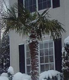 Smyrna, GA: Palm trees in Smyrna (Winter)