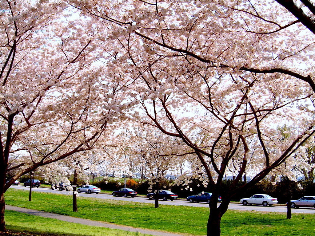 Washington Dc Cherry Blossom Photo Picture Image