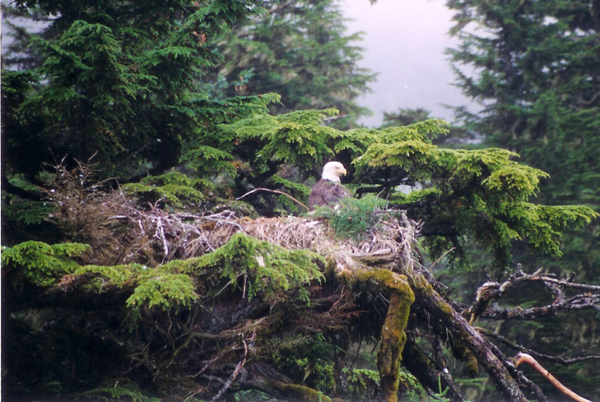 Valdez, AK : Eagle on nest