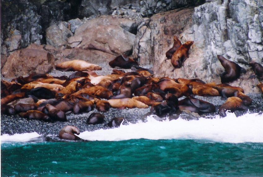 Valdez, AK: Sea lion siesta
