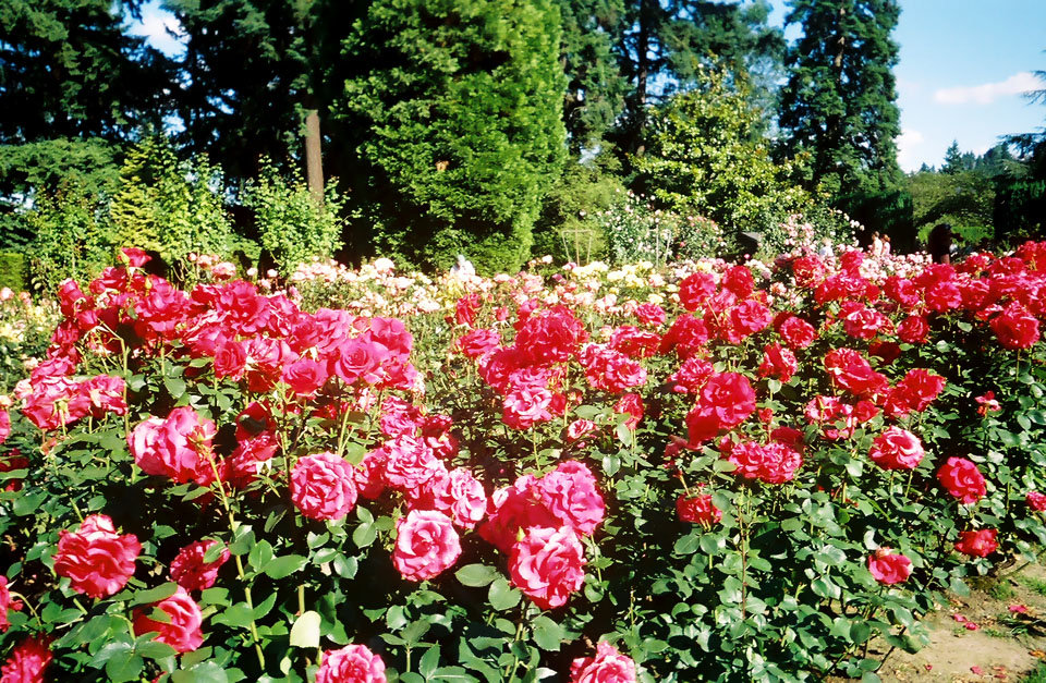 Portland, OR : Rose Garden