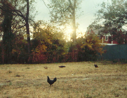 Fort Smith, AR: Chickens being raised just 10 blocks or so north of downtown