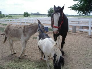 Yukon, OK: A Clydesdale, a Burro, and a Shetland pony at the Express Ranches Barn in Yukon