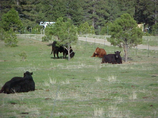 Elizabeth, CO : Another lazy afternoon in Elizabeth  June 2005