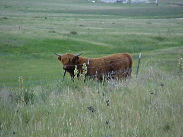 Elizabeth, CO : My new Scottish neighbors.  June 2005