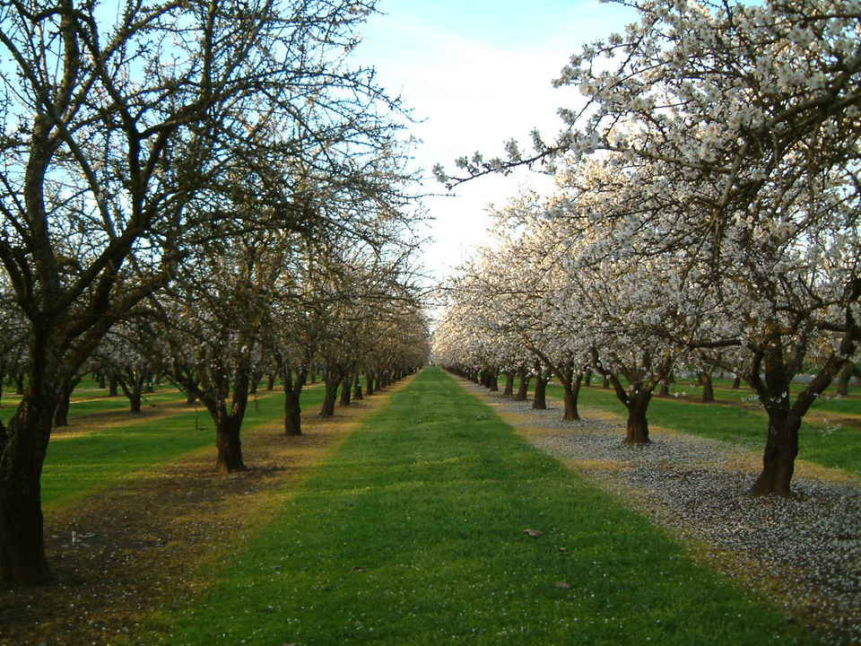Durham, CA: Spring almond blossoms in Durham