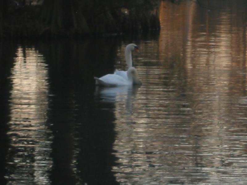 Sumter, SC : Two swans in Swan Lake Park
