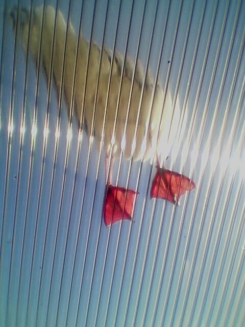 Ocean Shores, WA : Seagull on my roof