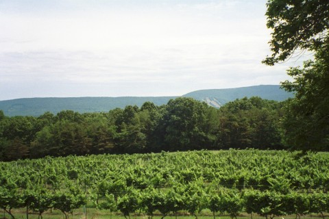 State College, PA: Mount Nittany Vineyard