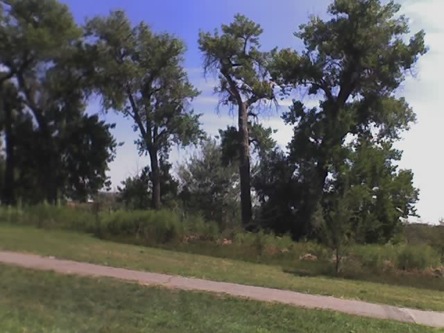 Thornton, CO : Trees along the road