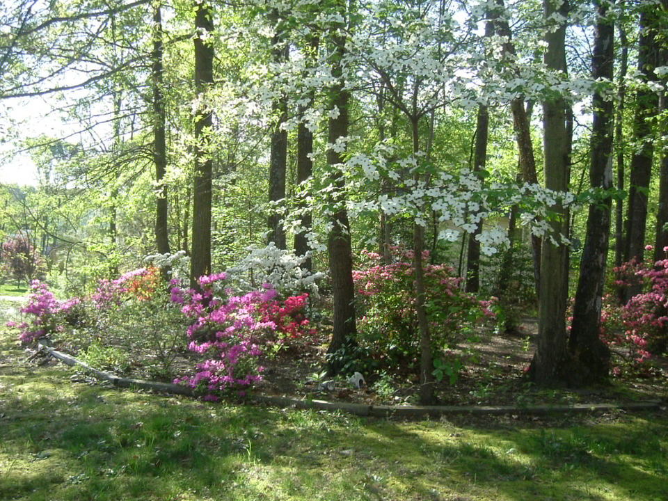 Chester, VA : The Dogwoods beside my house