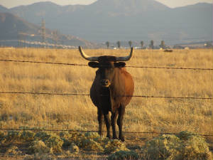 Cherry Valley, CA : A Happy Cherry Valley Cow