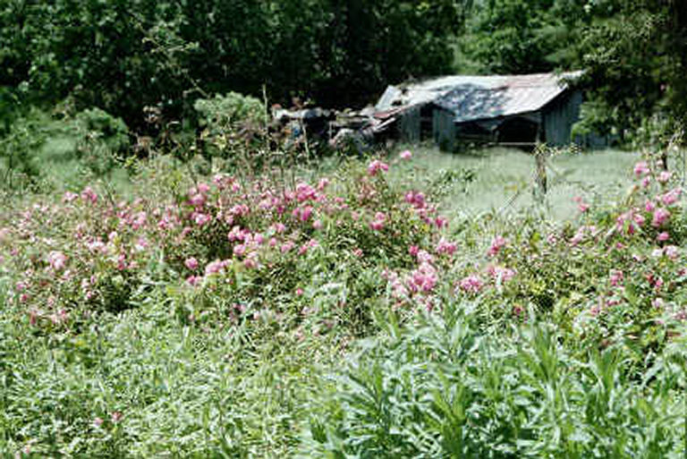 Elkins, AR : Spring roses on side of road.