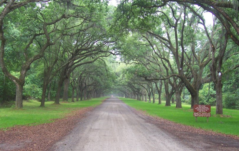 Savannah, GA : Wormsloe Plantation photo, picture, image (Georgia) at