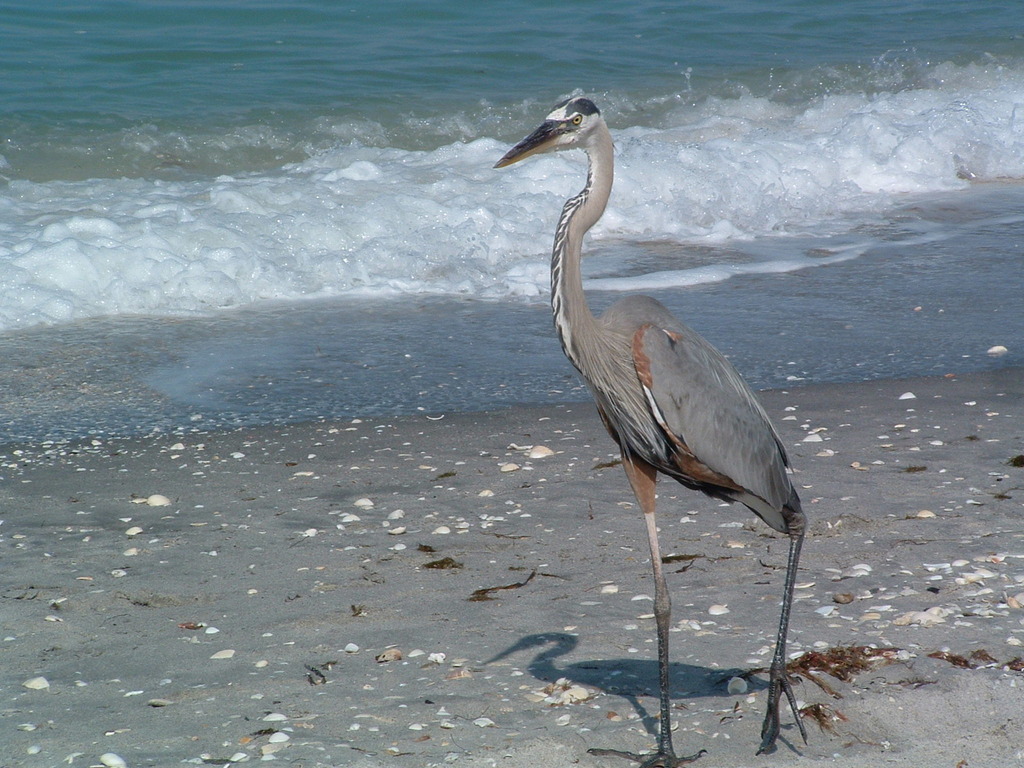 Venice, FL : waterbird at Casperson Beach