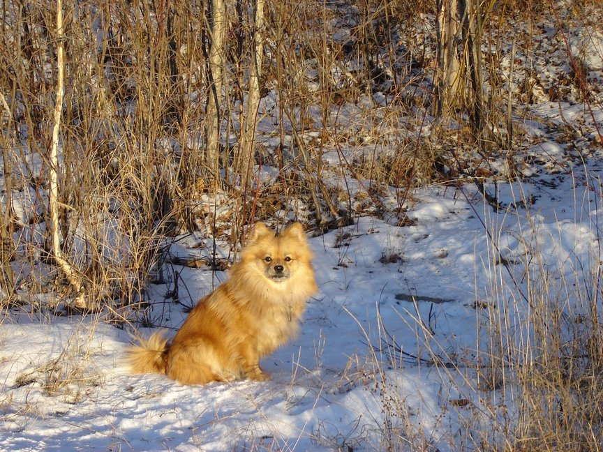 Fairbanks, AK: Pomeranian