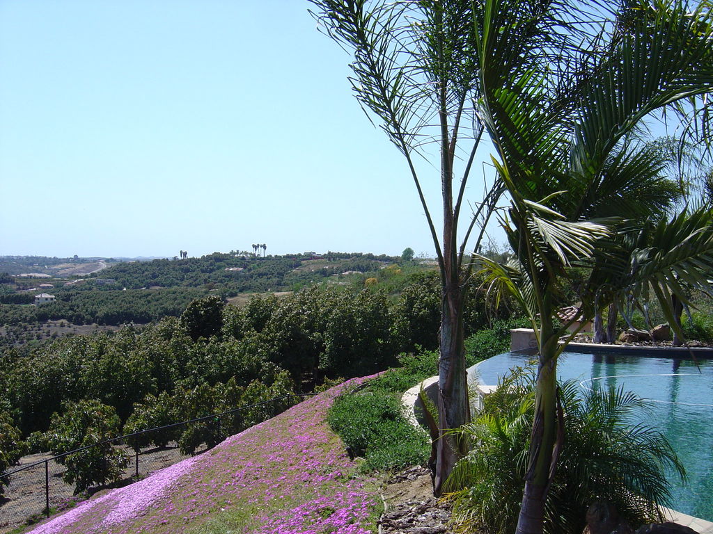 Fallbrook, CA : Looking