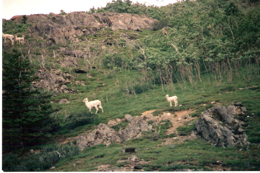 Homer, AK : Dall sheep spotted atop cliffs and mountains just outside of town