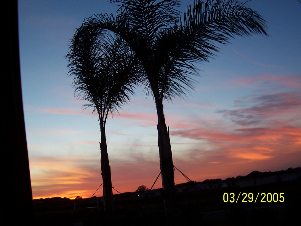 The Villages, FL Palm Trees at Dusk photo, picture, image (Florida