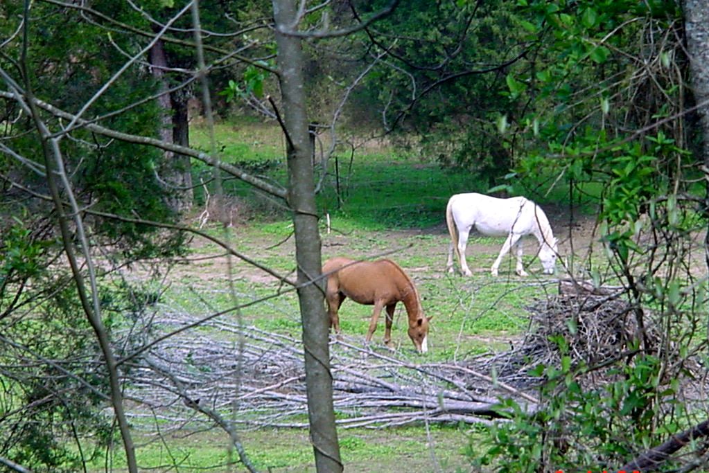 Harriman, TN: Horses graze in a field on Sugar Grove Valley Road, Harriman, Tn.