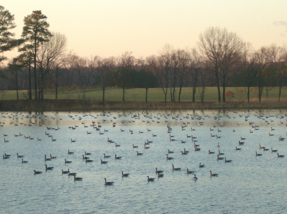 Easton, MD: goose huntin season