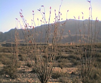 Safford, AZ : Outside Safford Looking at Mt. Graham
